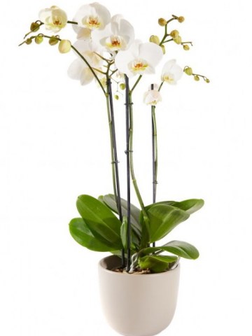 aPlant Orchid including pot 48e